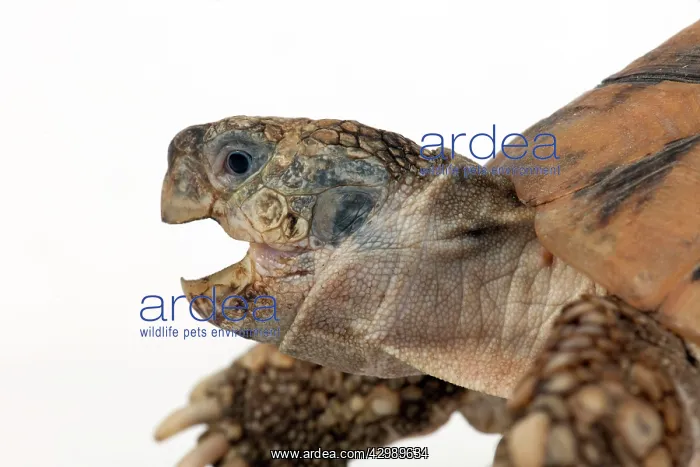  : Tortoise