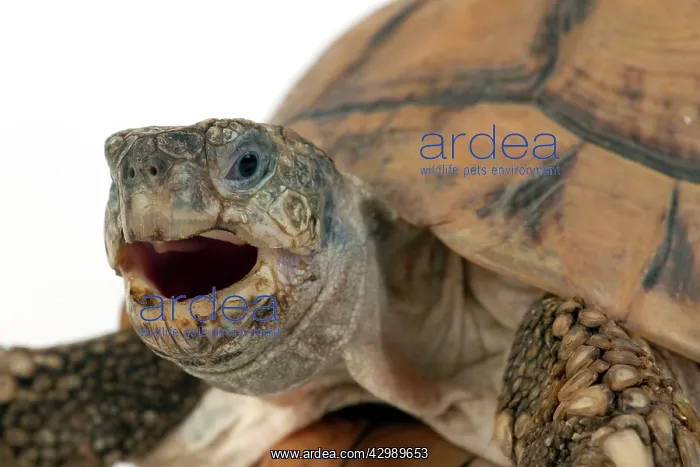  : Tortoise