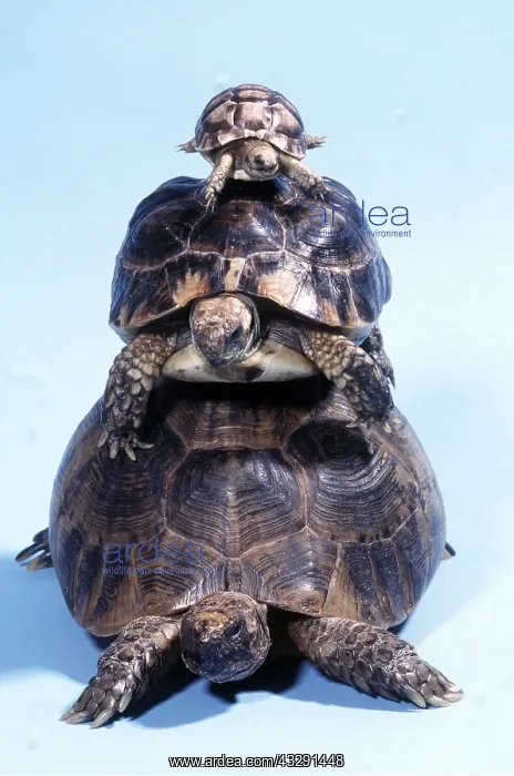 : TORTOISE - three on top of each other : TORTOISE - three on top of each other