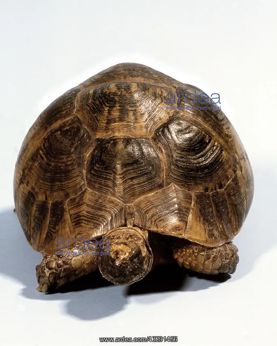  : Tortoise