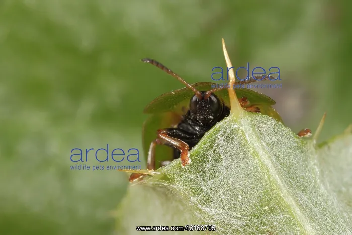 : Tortoise Beetle : Tortoise Beetle