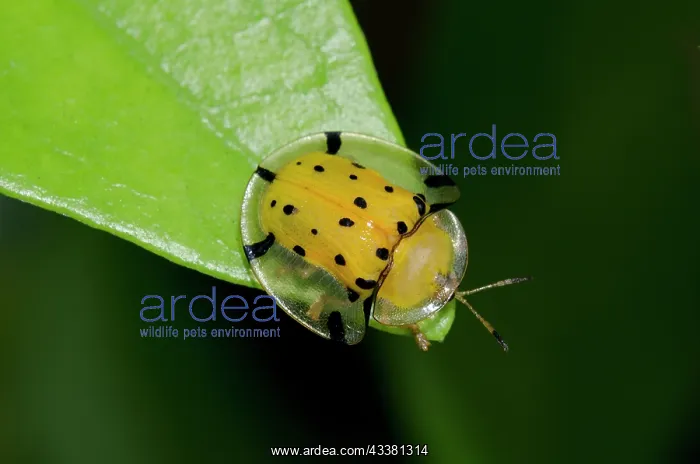 : Tortoise Beetle : Tortoise Beetle