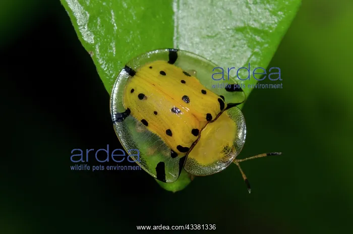 : Tortoise Beetle : Tortoise Beetle