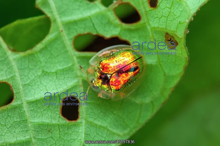 : Tortoise beetle (Charidotella zona) on a leaf, Cayenne : Tortoise beetle (Charidotella zona) on a leaf, Cayenne