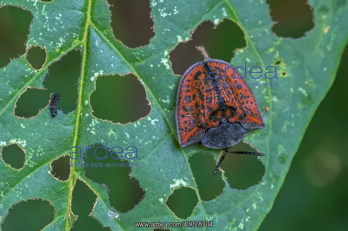 : Tortoise beetle, Chrysomelidae, Rio Claro Reserve : Tortoise beetle, Chrysomelidae, Rio Claro Reserve