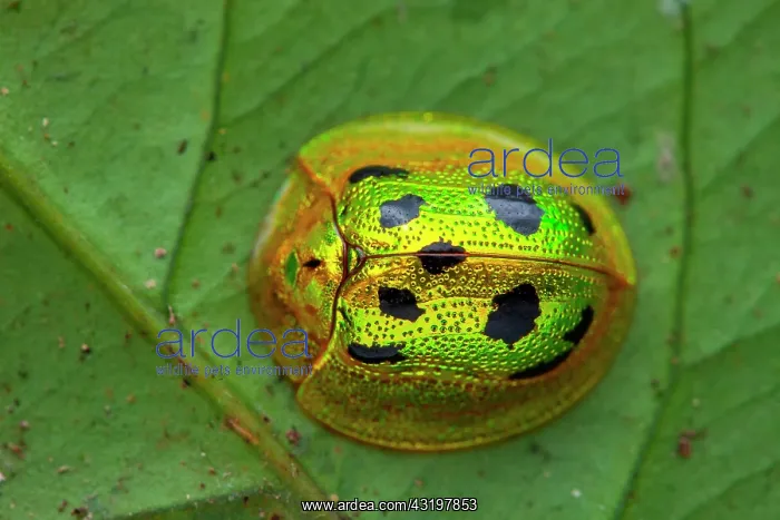 : Tortoise beetle (Coptocycla undecimpunctata) on : Tortoise beetle (Coptocycla undecimpunctata) on