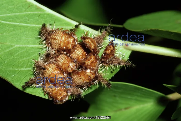  : Tortoise Beetle - pupae