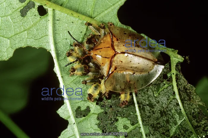 : Tortoise Beetle with Young : Tortoise Beetle with Young