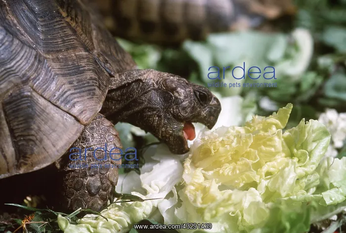 : TORTOISE - eating lettuce : TORTOISE - eating lettuce