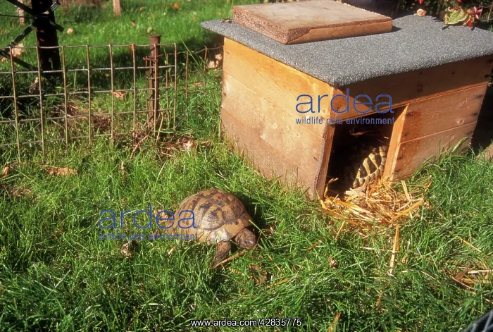  : TORTOISE - in garden run