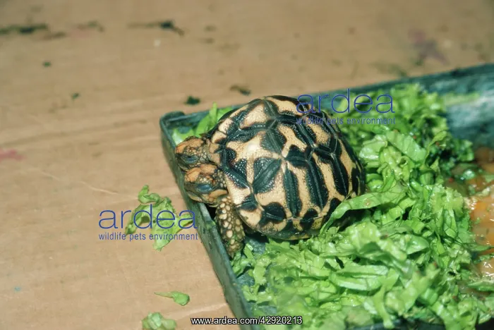 : Tortoise - with two heads : Tortoise - with two heads