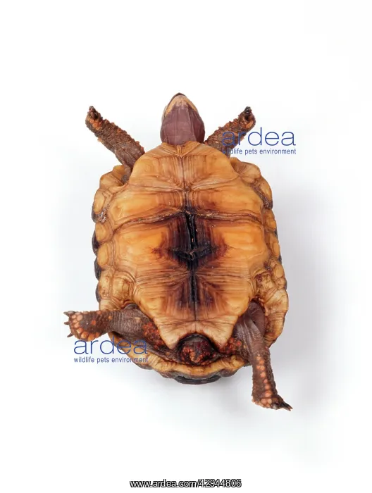 : TORTOISE - lying on back : TORTOISE - lying on back