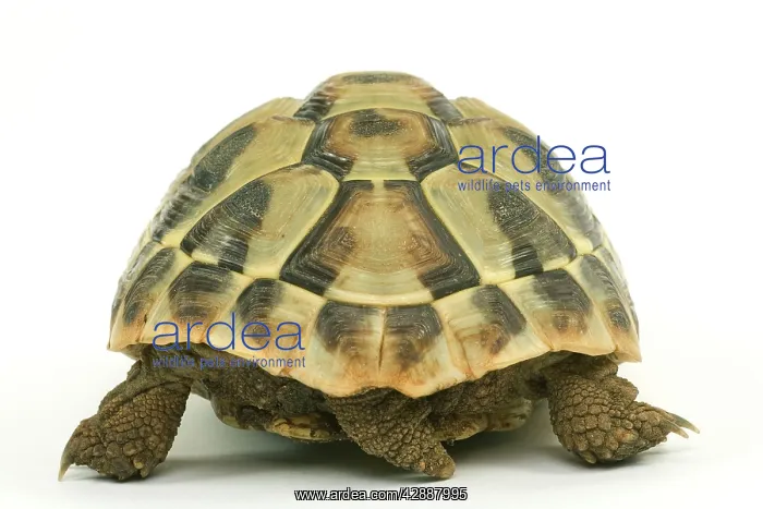  : Tortoise - rear view in studio