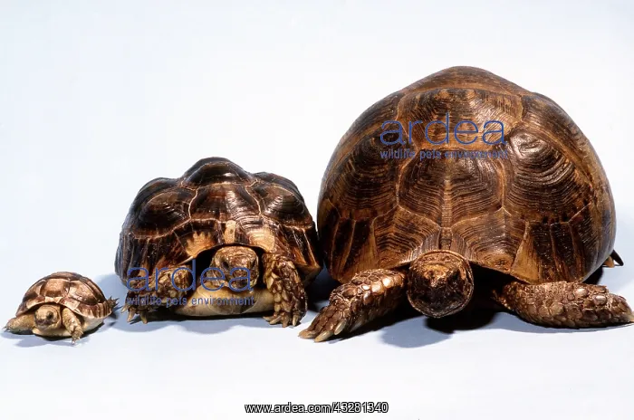 : TORTOISE - three in a row : TORTOISE - three in a row