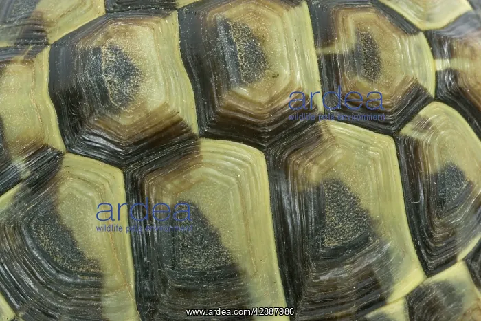  : Tortoise - shell
