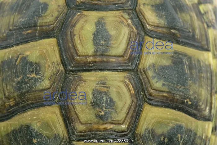  : Tortoise - shell