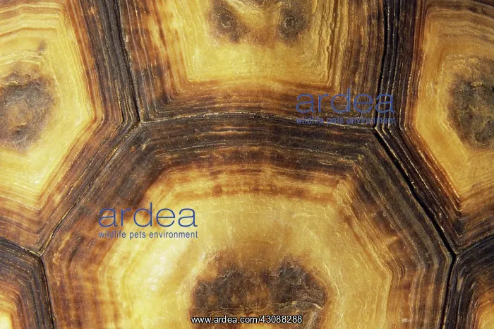 : Tortoise Shell : Tortoise Shell