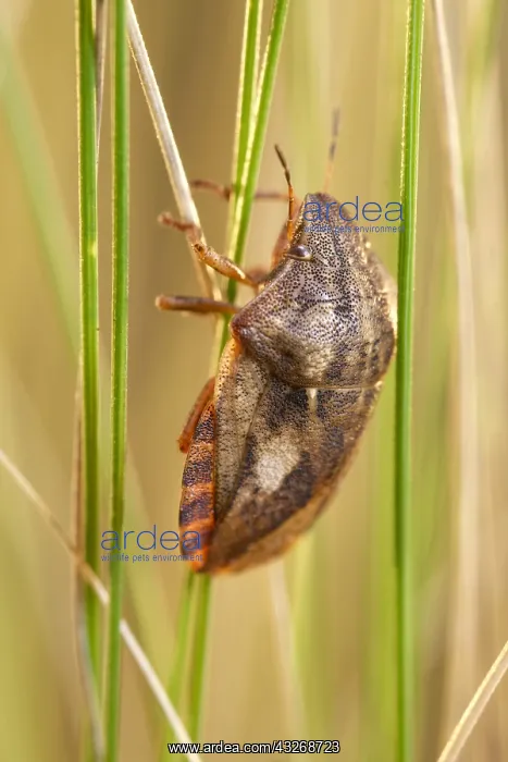 : Tortoise shieldbug on grass - Norfolk UK : Tortoise shieldbug on grass - Norfolk UK