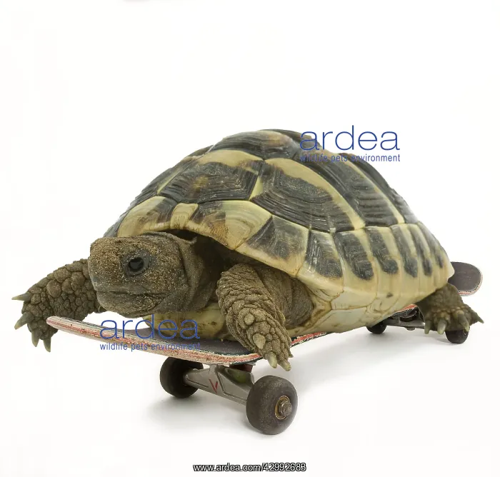 : Tortoise, on skateboard : Tortoise, on skateboard