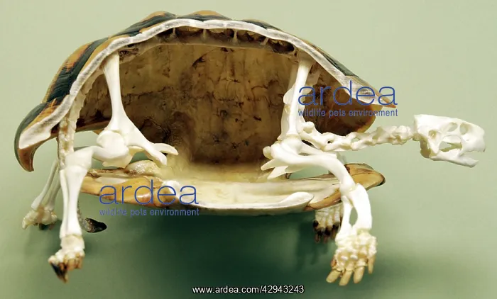 : Tortoise: skeleton : Tortoise: skeleton