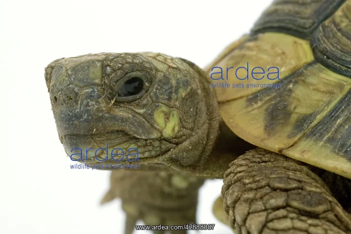  : Tortoise - in studio