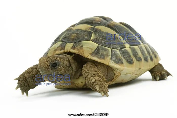 : Tortoise - in studio