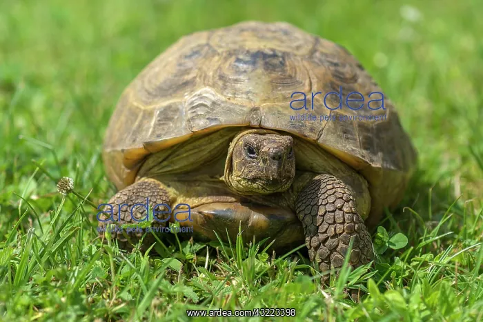 : Tortoise (Testudinidae) in grass, Bavaria, Germany : Tortoise (Testudinidae) in grass, Bavaria, Germany