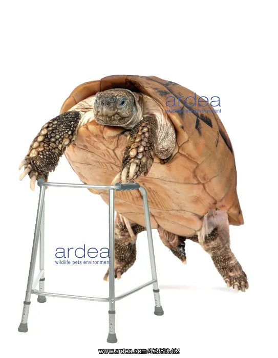 : Tortoise with zimmer frame