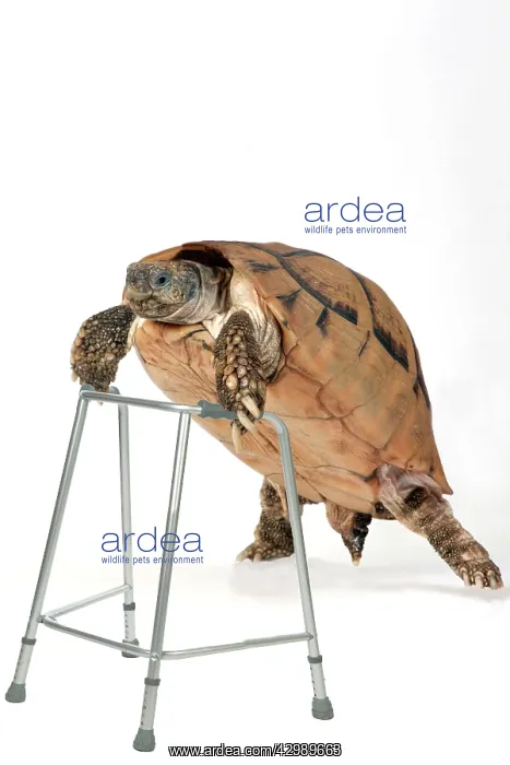  : Tortoise with zimmer frame