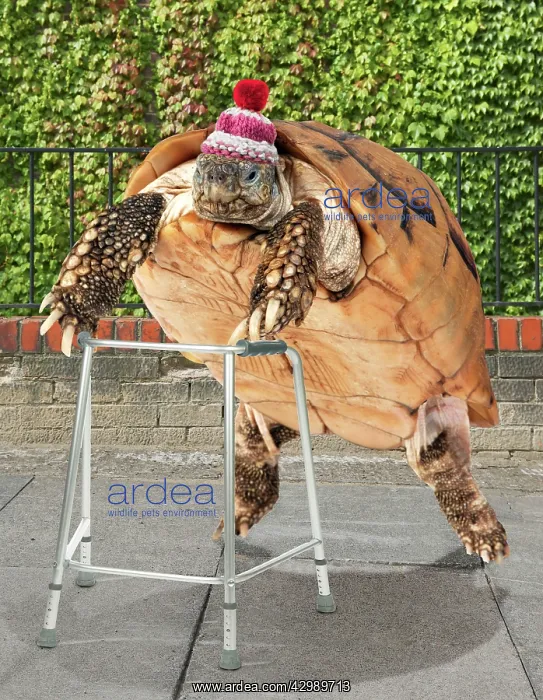 : Tortoise with zimmer frame : Tortoise with zimmer frame