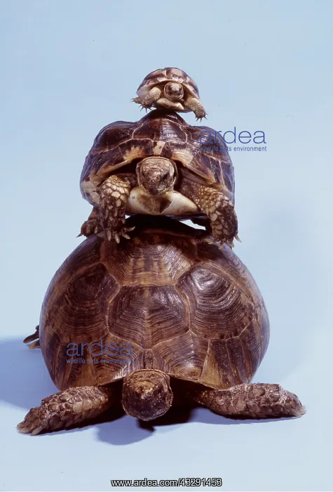 : Tortoises - Three on top of each other : Tortoises - Three on top of each other