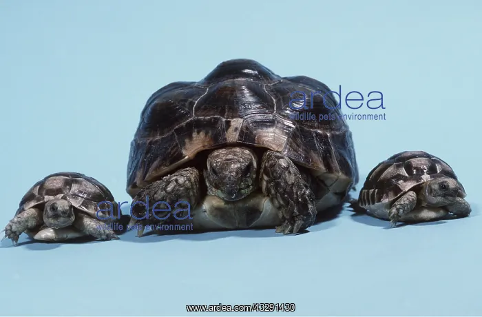 : TORTOISES - ADULT & 2 BABIES : TORTOISES - ADULT & 2 BABIES