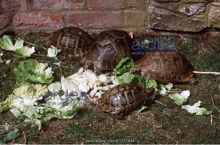 : TORTOISES - THREE EATING : TORTOISES - THREE EATING