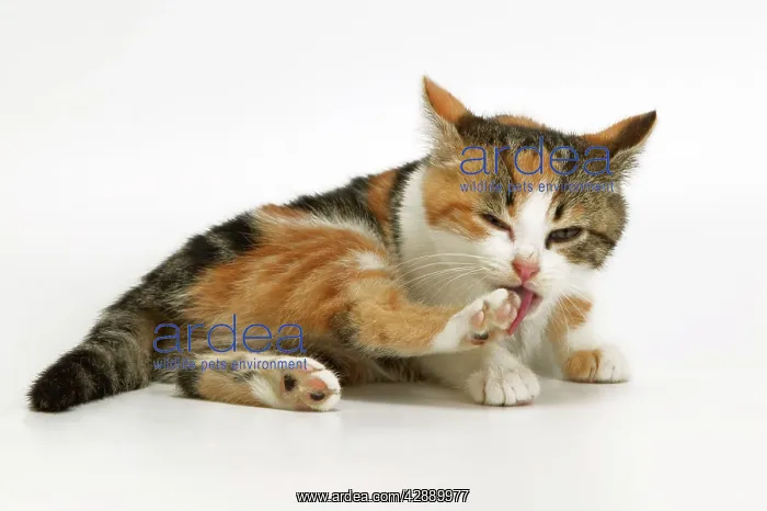 : Tortoiseshell Cat - kitten cleaning itself : Tortoiseshell Cat - kitten cleaning itself