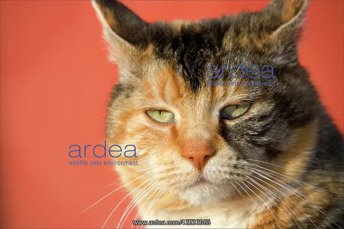 : Tortoiseshell cat in front of red barn : Tortoiseshell cat in front of red barn
