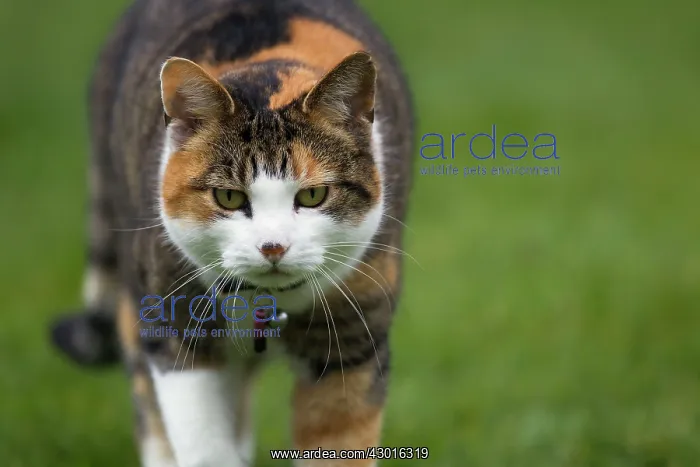  : Tortoiseshell Cat walking in garden