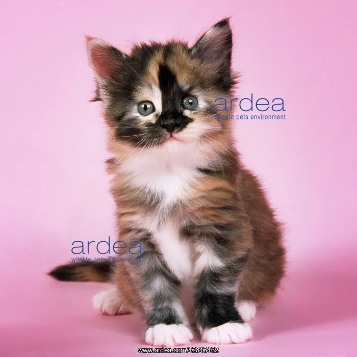 : Tortoiseshell Maine Coon Cat - kitten : Tortoiseshell Maine Coon Cat - kitten