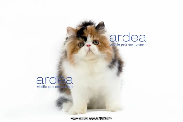 : Tortoiseshell and White Persian Cat - kitten : Tortoiseshell and White Persian Cat - kitten