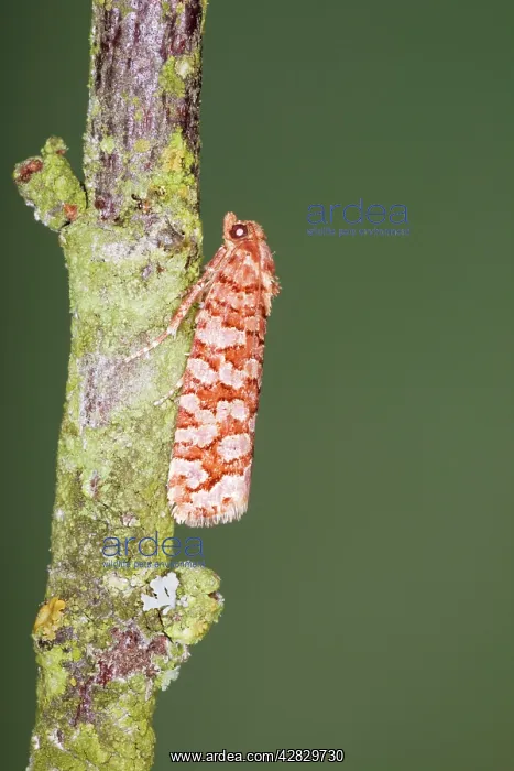 : Tortrid Moth - Family Tortricidae : Tortrid Moth - Family Tortricidae