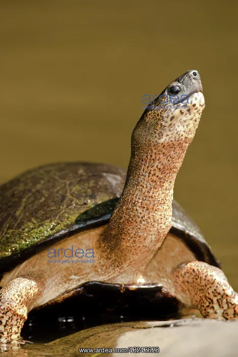 : Tortuguero National Park, Costa Rica, Black : Tortuguero National Park, Costa Rica, Black