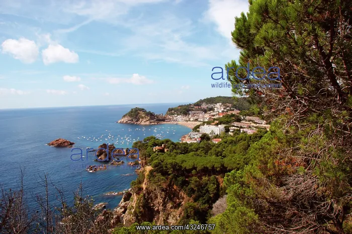 : TOSSA DE MAR. Landscape coast. Catalonia : TOSSA DE MAR. Landscape coast. Catalonia
