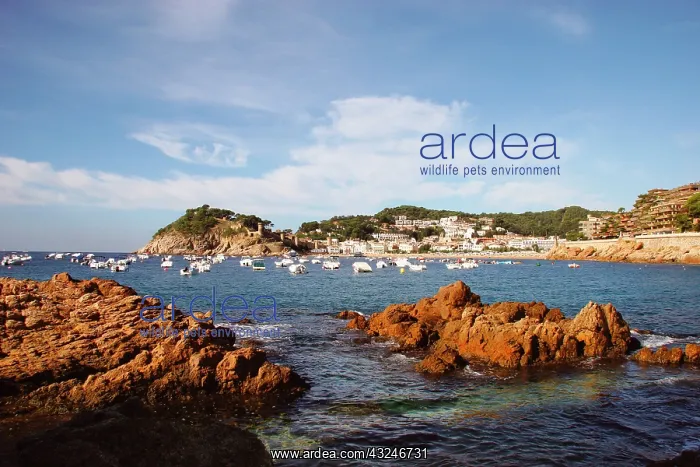 : TOSSA DE MAR. Town located in the Costa : TOSSA DE MAR. Town located in the Costa