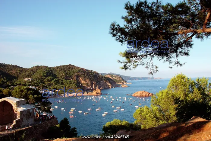 : TOSSA DE MAR. Town located in the Costa : TOSSA DE MAR. Town located in the Costa