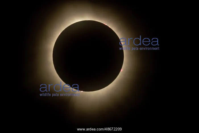 : Total eclipse of the sun in 2024 from Celina, Ohio, USA : Total eclipse of the sun in 2024 from Celina, Ohio, USA