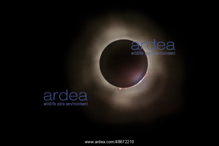 : Total eclipse of the sun in 2024 from Celina, Ohio, USA : Total eclipse of the sun in 2024 from Celina, Ohio, USA