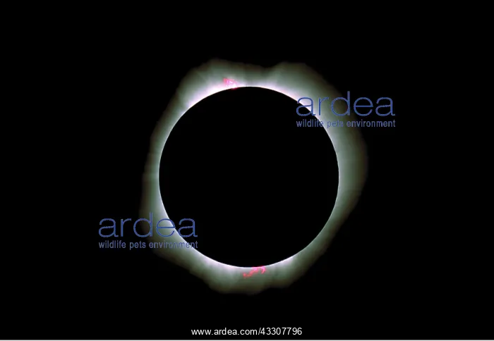 : TOTAL SOLAR ECLIPSE - Inner Corona and Prominences : TOTAL SOLAR ECLIPSE - Inner Corona and Prominences