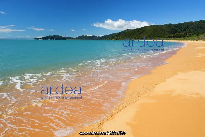 : Totaranui - golden beach and turqoise coloured : Totaranui - golden beach and turqoise coloured