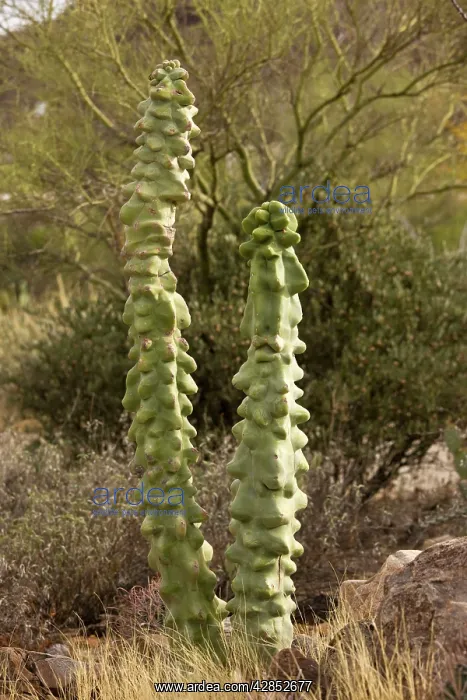 : Totem Pole cactus : Totem Pole cactus