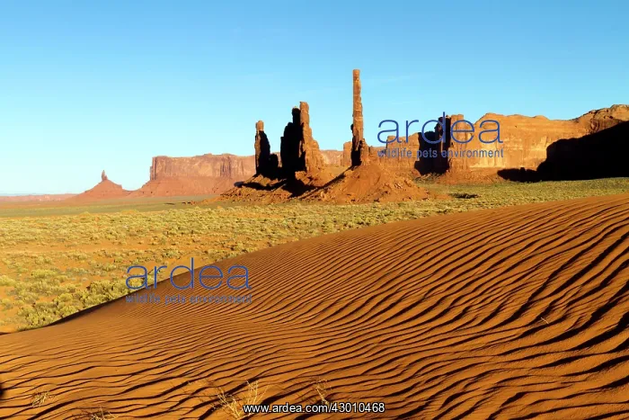 : Totem Pole - and Yei Bi Chei in the background - with desert : Totem Pole - and Yei Bi Chei in the background - with desert