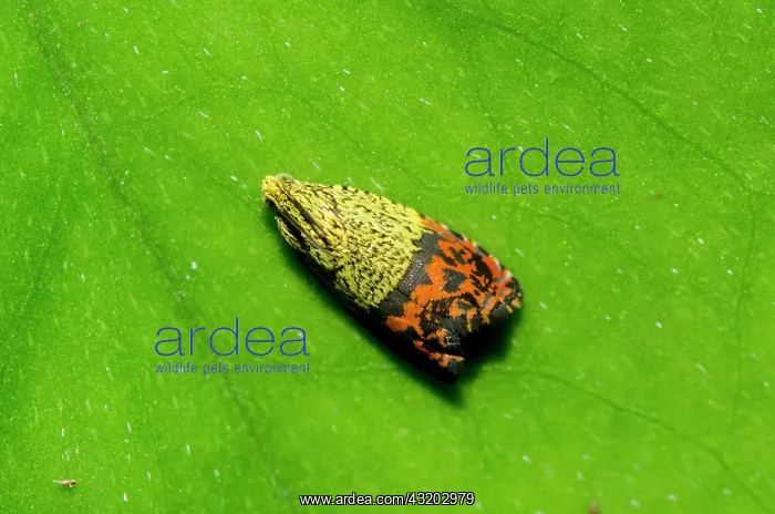 : Totrix Moth on leaf - Klungkung, Bali, Indonesia : Totrix Moth on leaf - Klungkung, Bali, Indonesia
